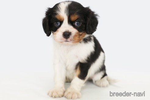 成約済の神奈川県のキャバリアキングチャールズスパニエル-315954の3枚目